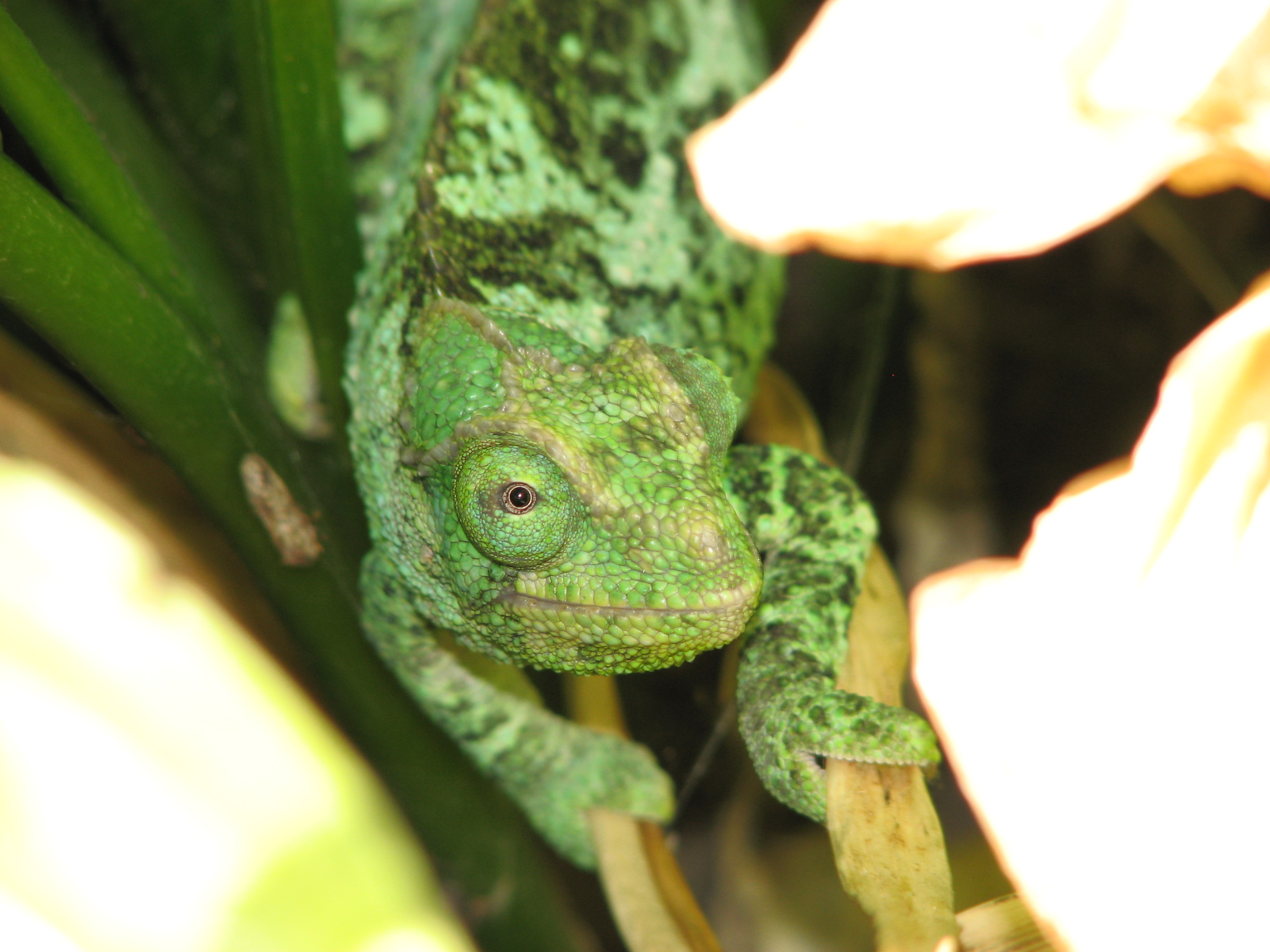 Astrid In The Hostas