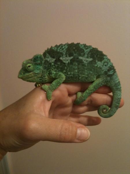 Astrid on my hand...she was so special!