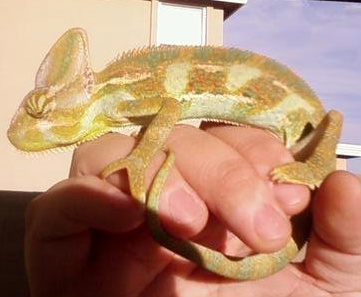 at 6 months old