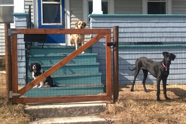 At least I don't get this look from Rorschach when I leave the house...
From the left, we have Friday (Cavalier King Charles Spaniel), Remington (Rem