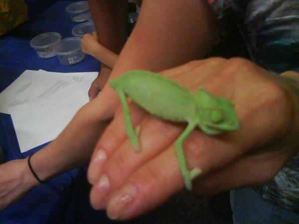 At the reptile show...
