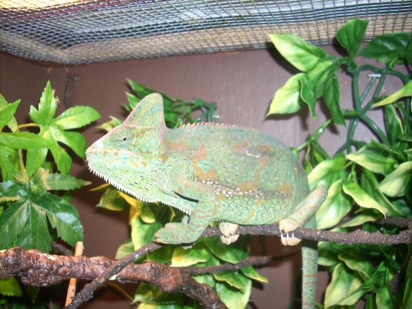 Athena chilling