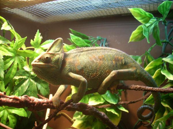 Athena chilling