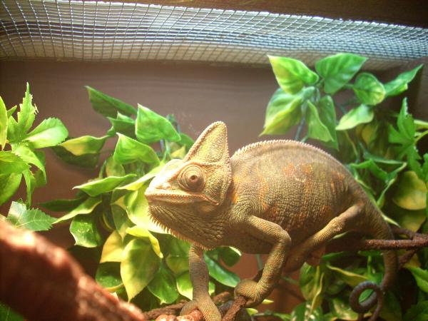Athena chilling