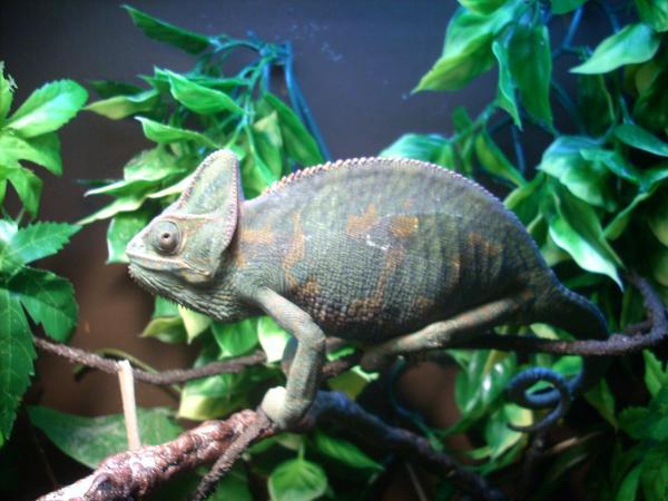 Athena chilling