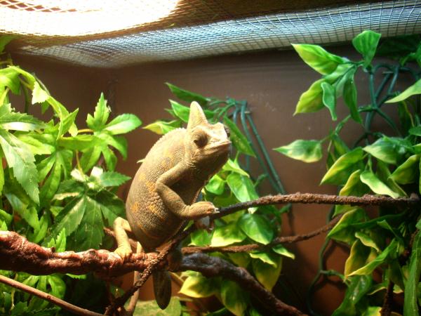 Athena chilling