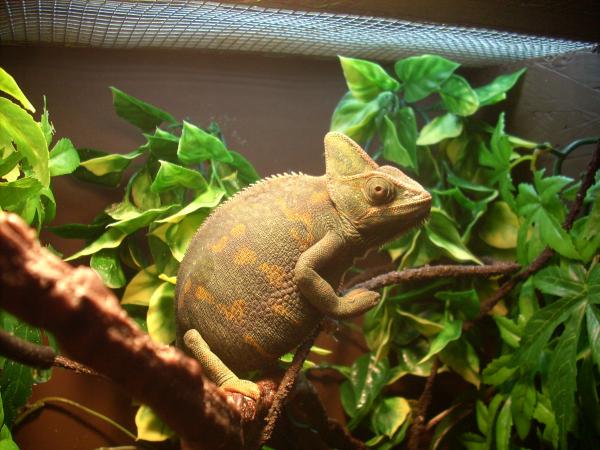 Athena chilling