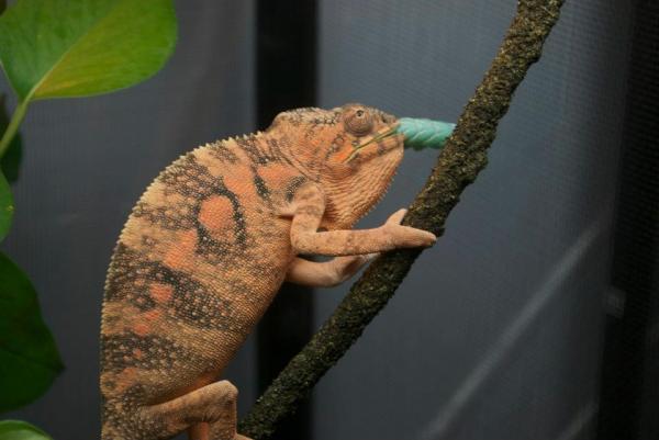 Athena chowin' down on a hornworm.