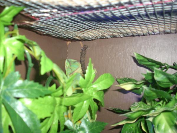 Athena sleeping in corner