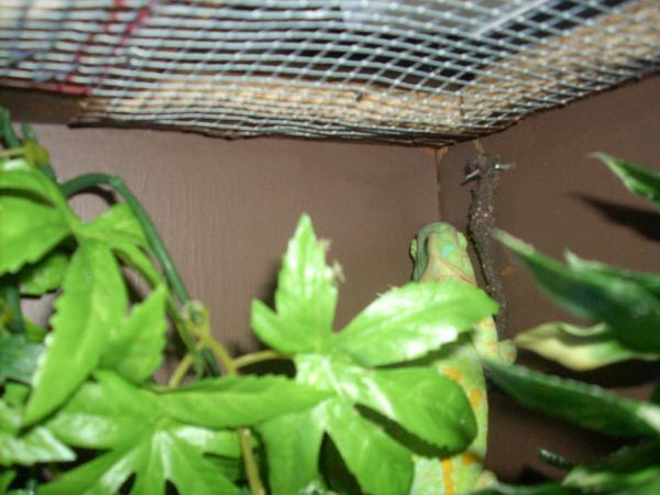 Athena sleeping in corner