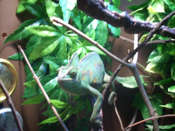 Athena trying to hide