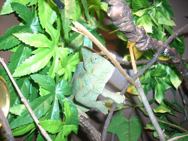 Athena trying to hide