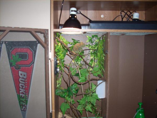 Athena's cage