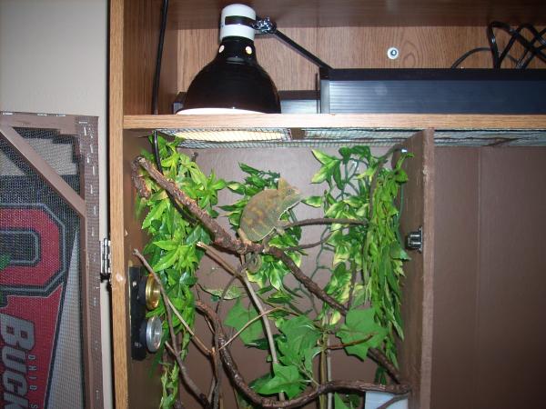 Athena's cage
