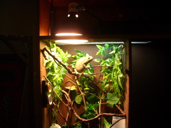 Athena's cage