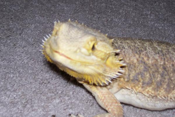 Aubrey 2nd beardie