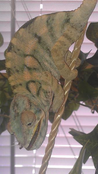 AURORA LOOKING BEAUTIFUL IN ENCLOSURE