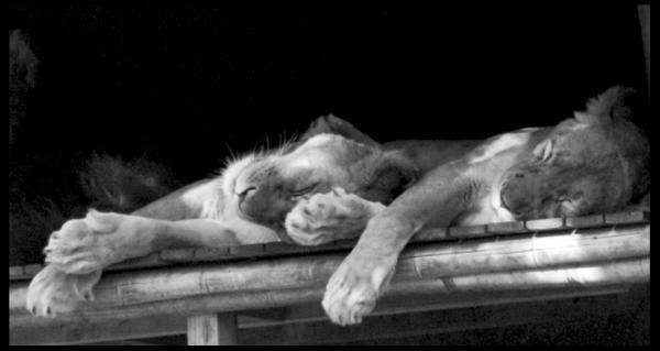 Australia and it's wonders!