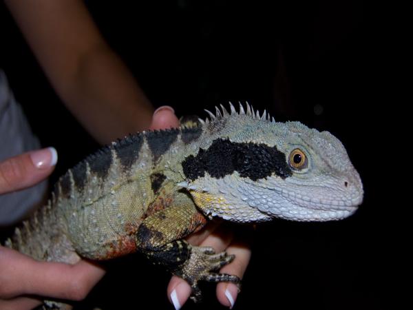 Australian Water Dragon Male