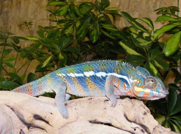 Azure, Blue Bar Ambanja, showing some of his red.