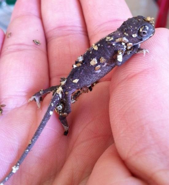 Baby 21 .... Brown coloured