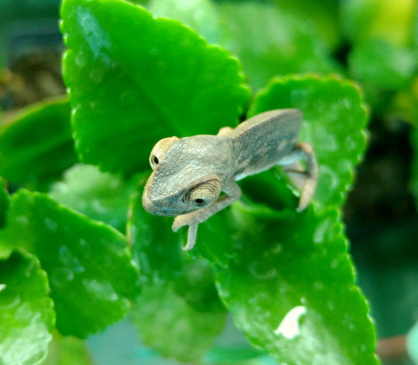 Baby Ambilobe Chillin