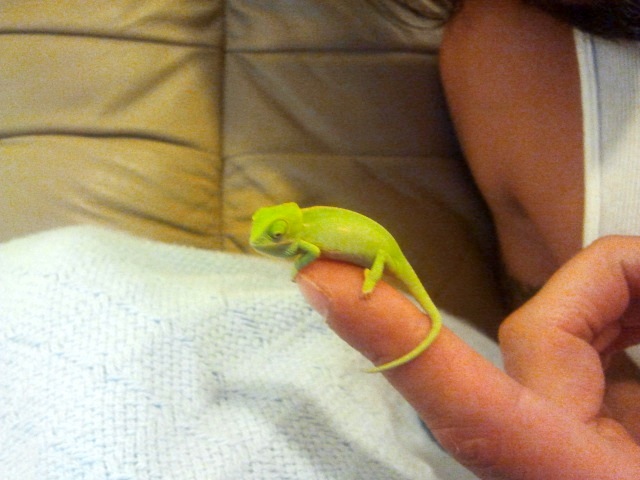 Baby Boy Veiled Luke