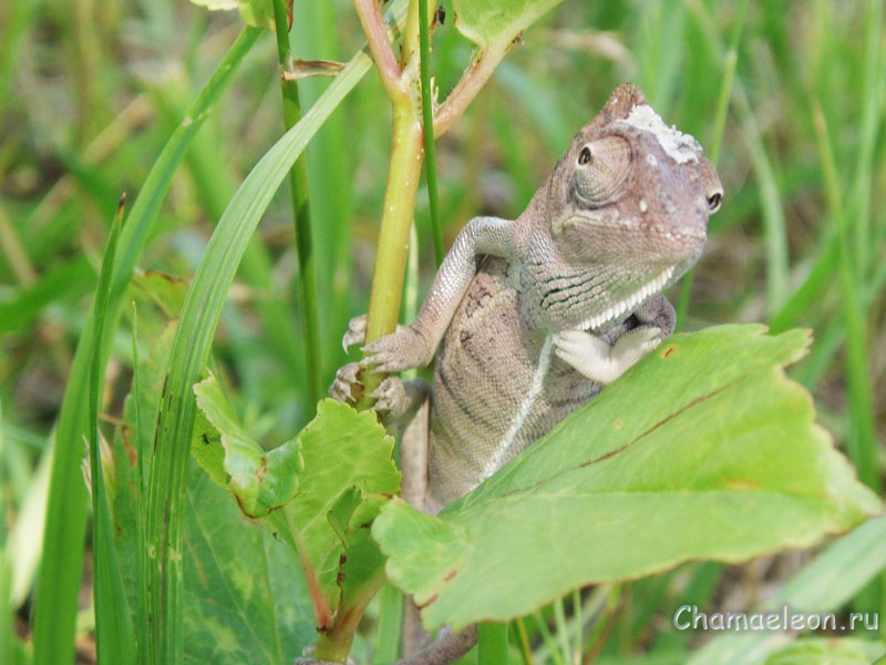 Baby Calyptratus