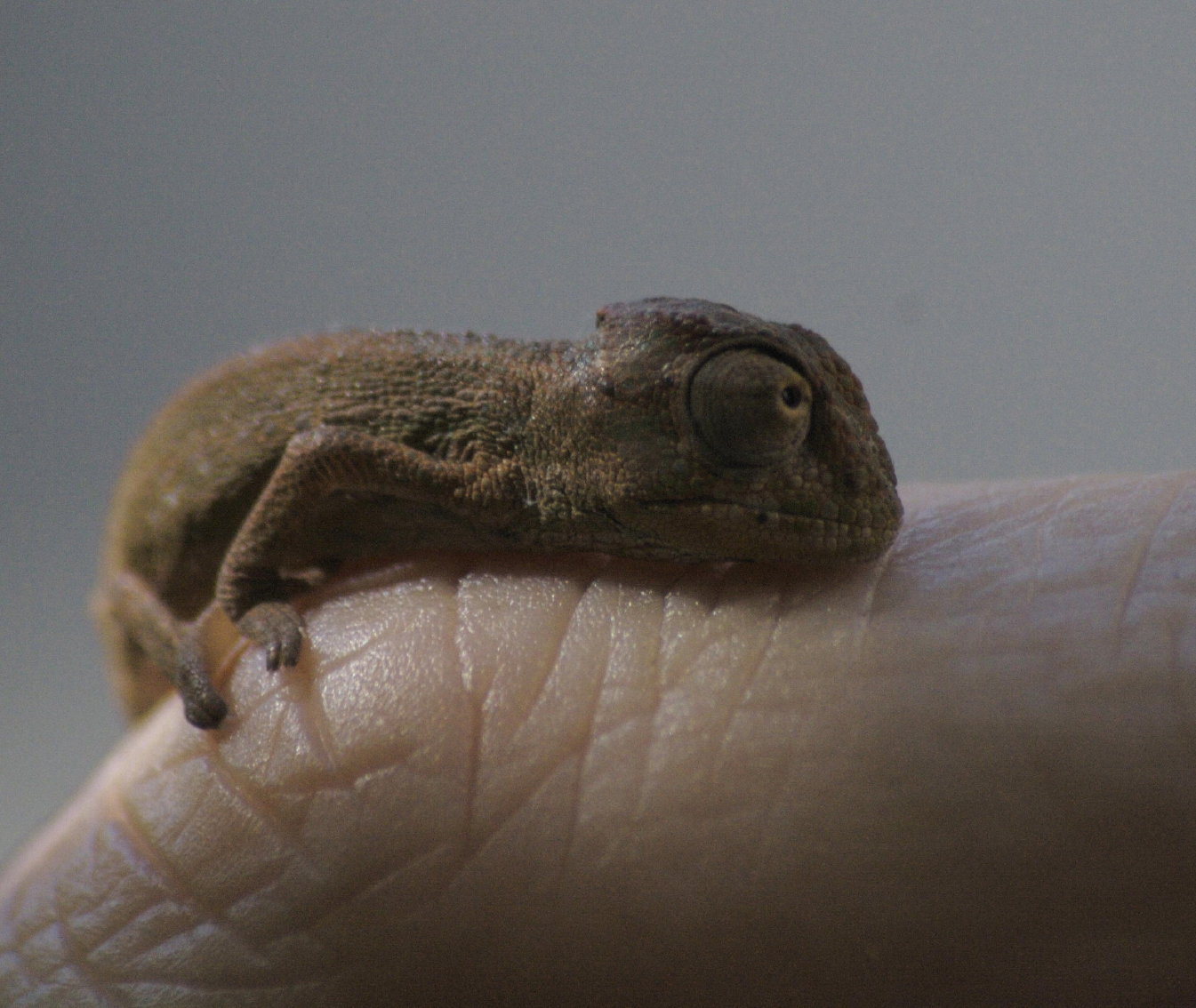 Baby Cape Dwarf Chameleon
