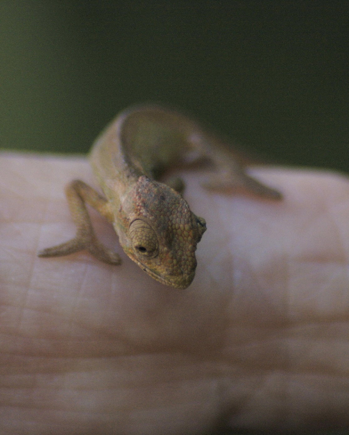 Baby Cape Dwarf Chameleon