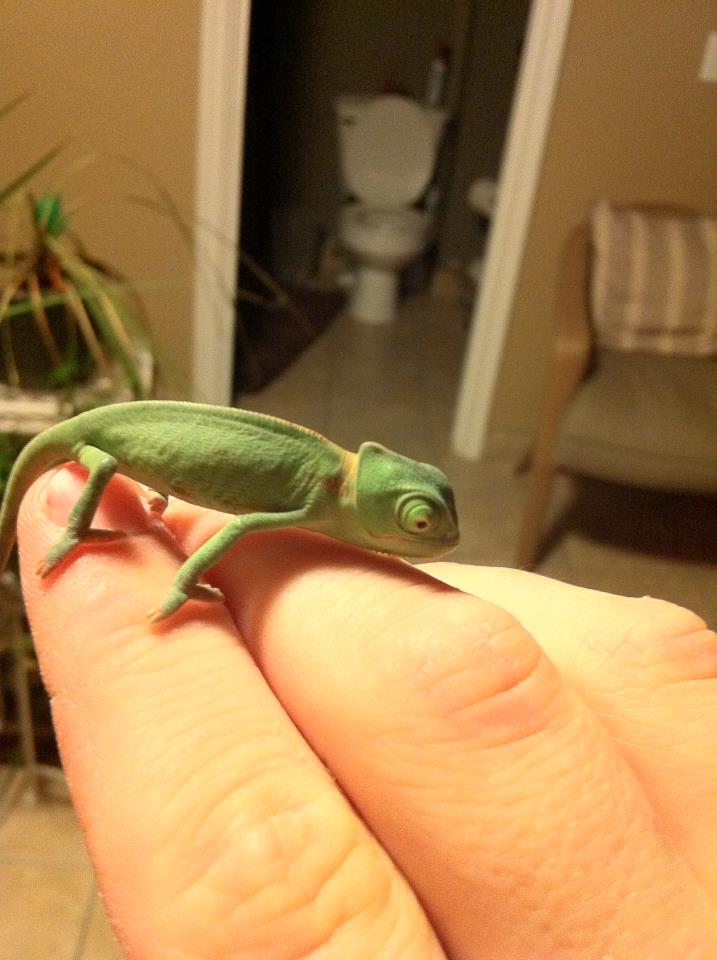 Baby Cham