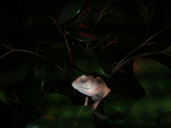 Baby Chameleon on his first day!