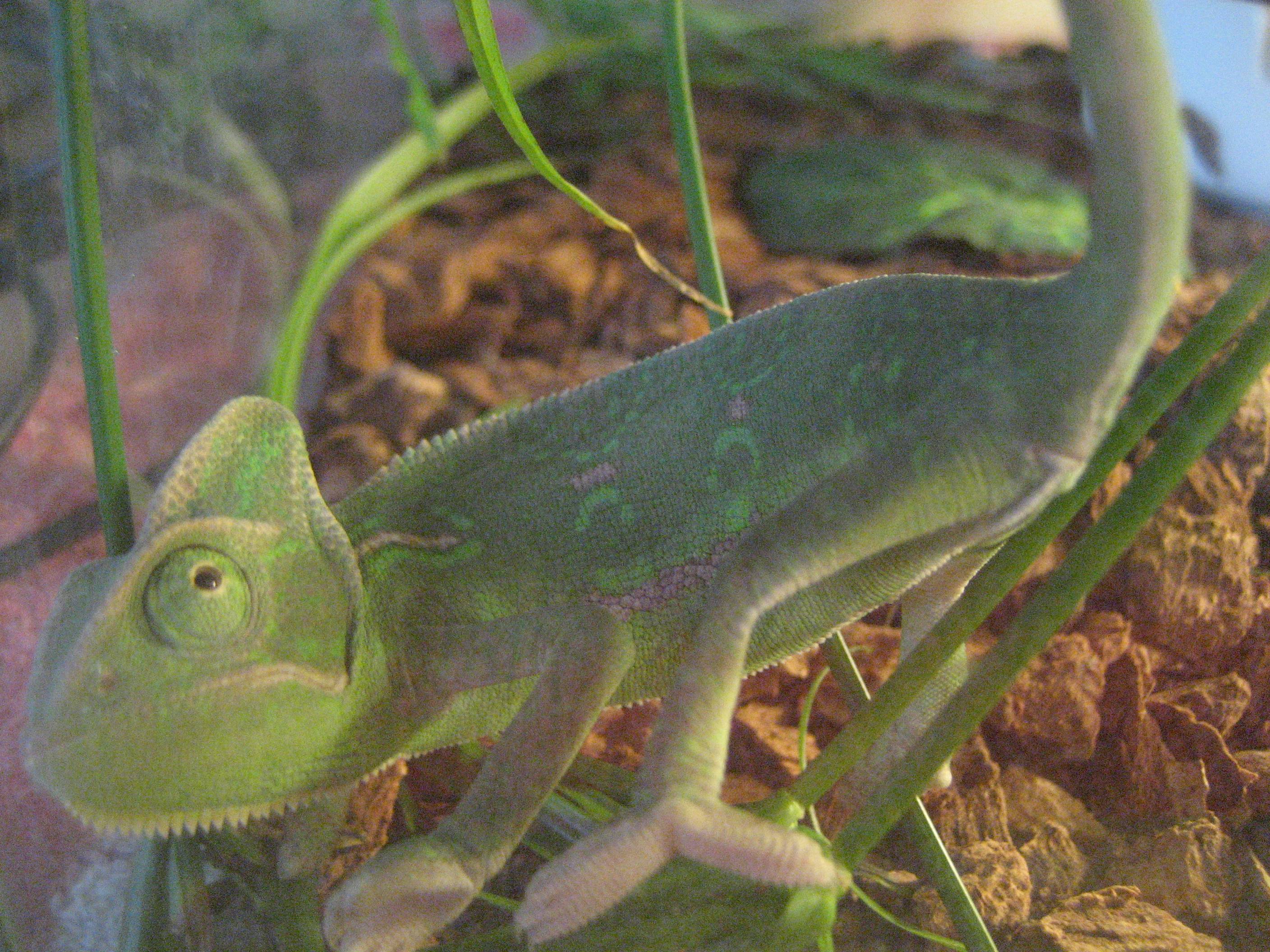 Baby Chameleon (with Green Spots)
