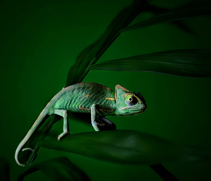 Baby Chameleon