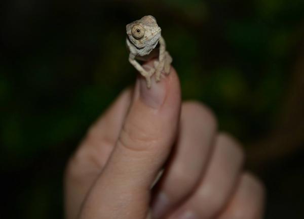 Baby Chompers!