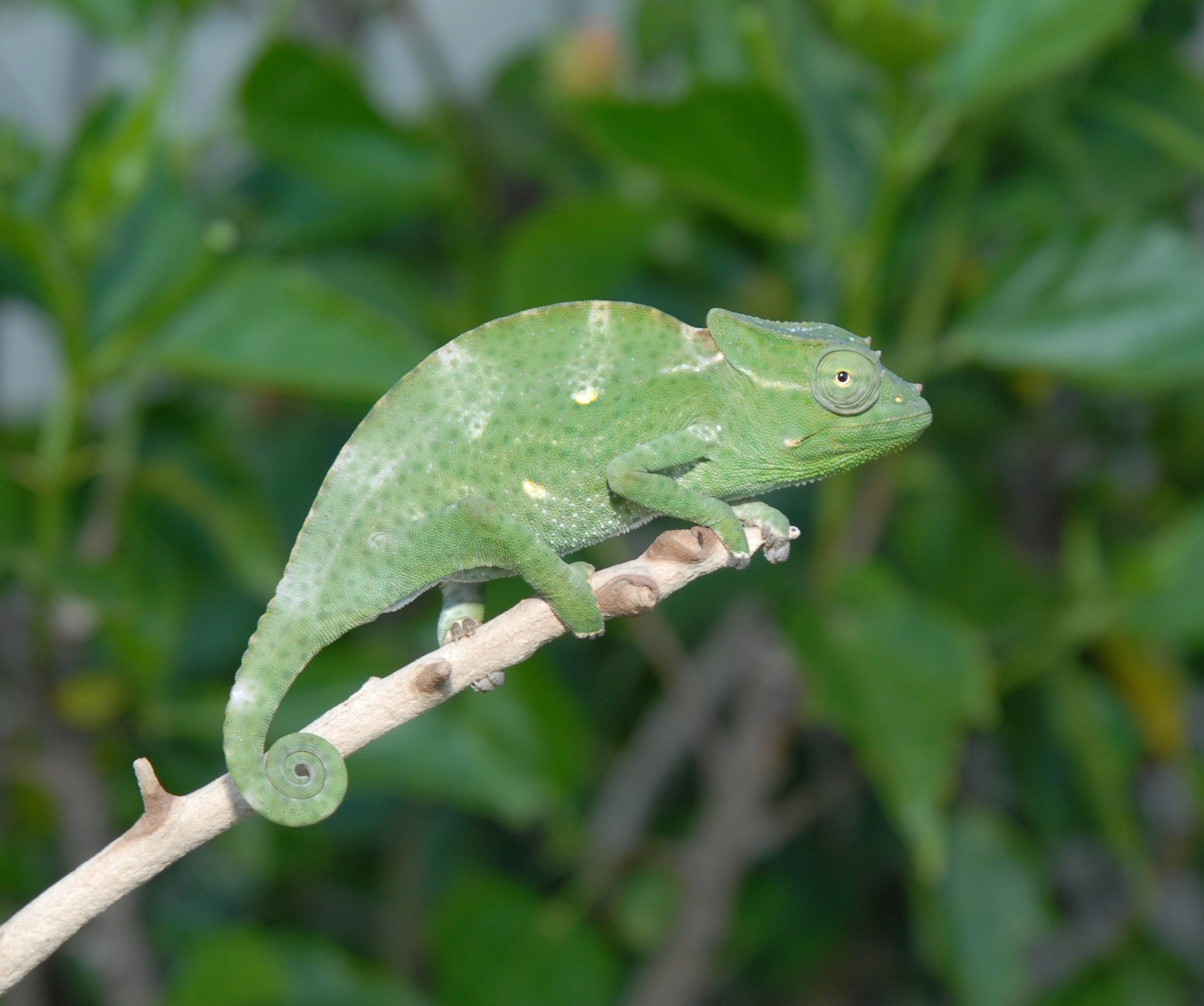 Baby Deremensis Chameleon