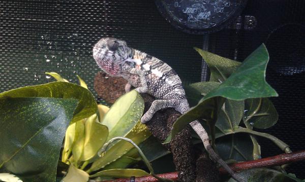 Baby Dexter Basking