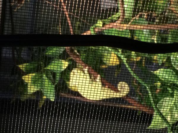 Baby Diesel striking a big chameleon pose