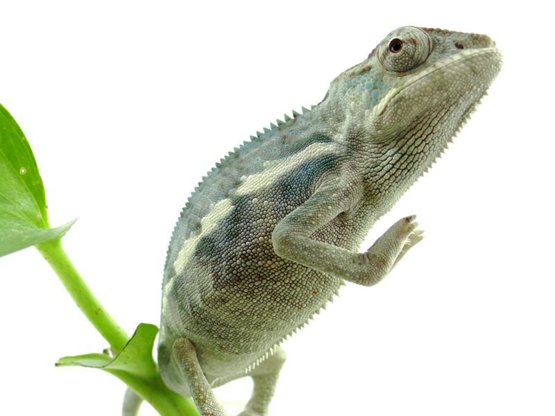 Baby Elwood 2 and 1/2 months old Nov. 2016