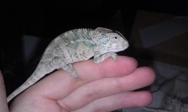 baby faly.