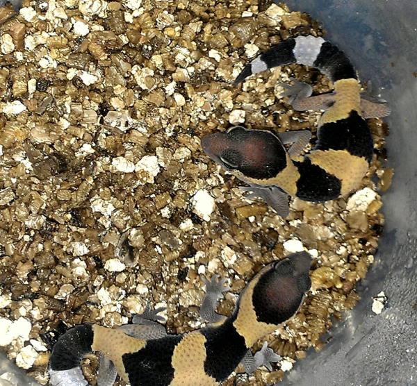 Baby fat-tail geckos we hatched.