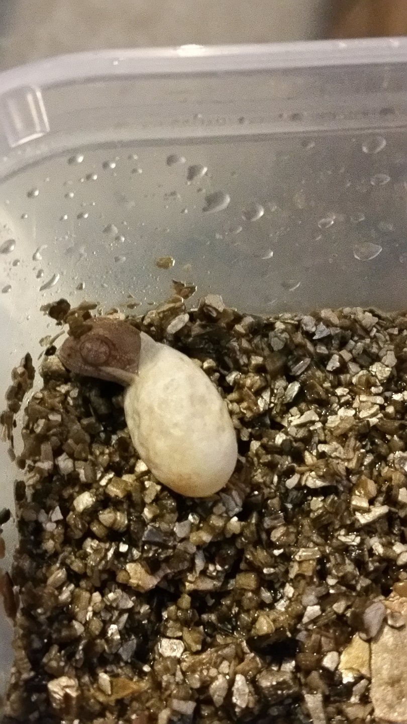 baby hatching