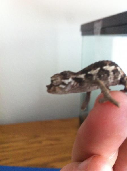 baby jacksons from her first clutch