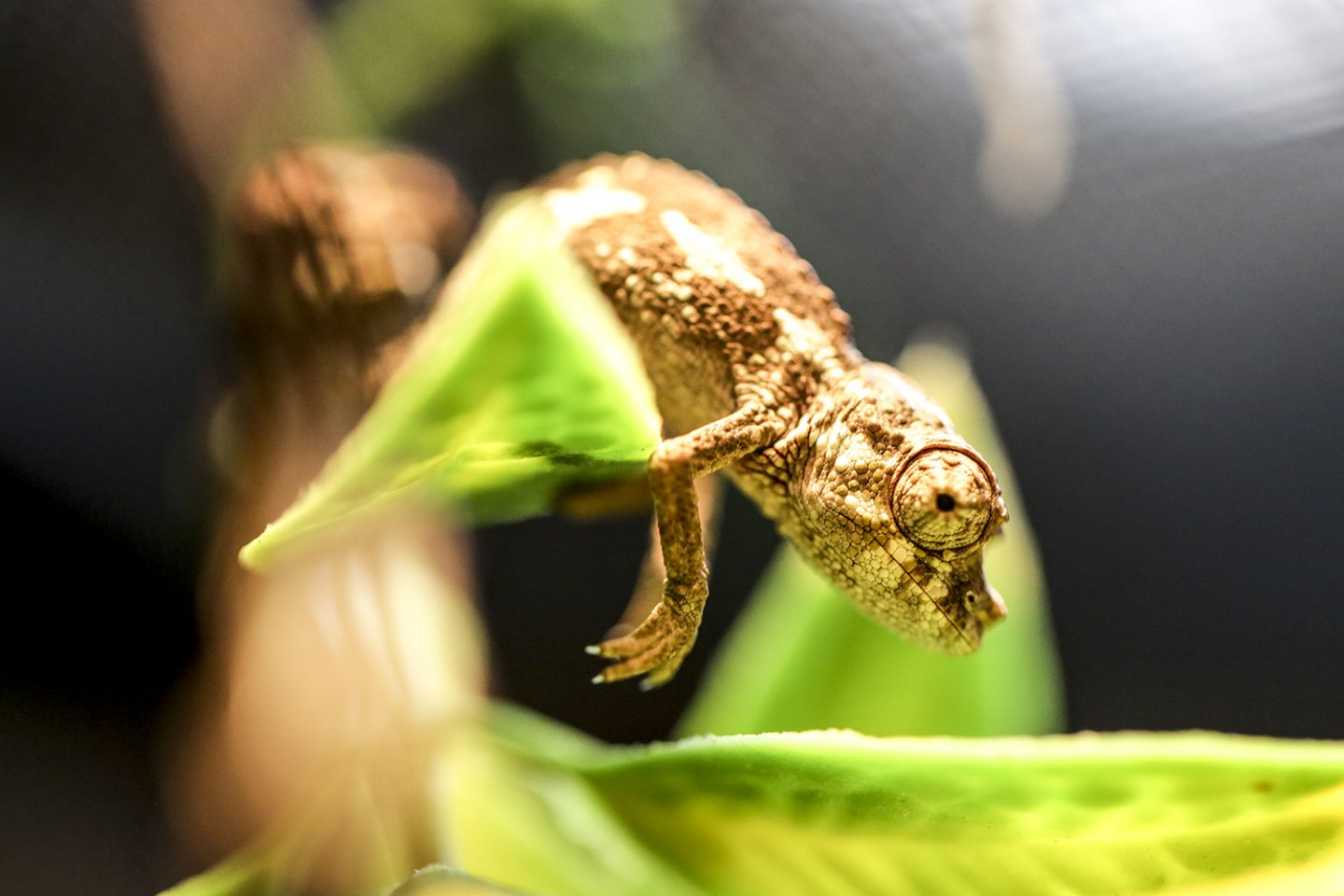 Baby Jackson's running wild