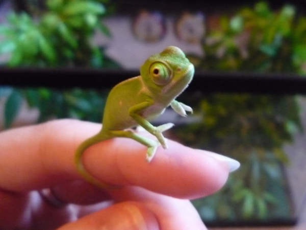 Baby Jasmine - only a couple of weeks old

taken 08/13/09