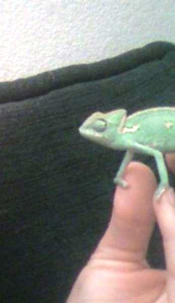 Baby Nefarious