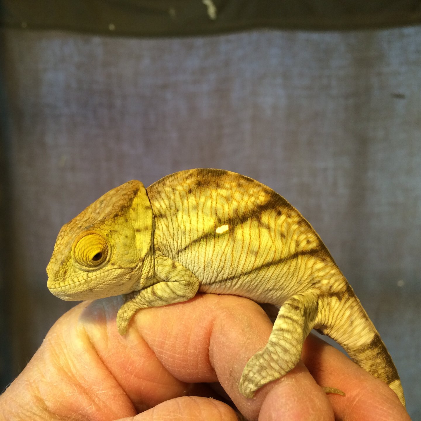 Baby Orange Eye Parson's