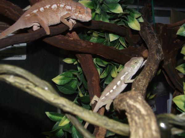Baby Panther Chameleon Female & Male