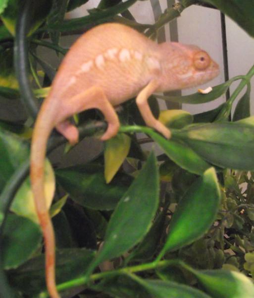 Baby Panther Chameleon Female