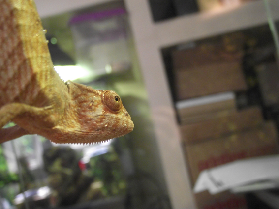 Baby Panther Chameleon Female